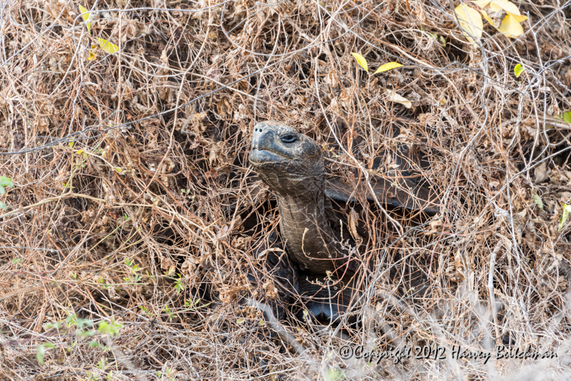 3729 Giant tortoise in the wild.jpg